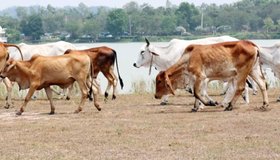 Cow slaughter case: ಗಬ್ಬದ ಹಸುವಿನ ತಲೆ ಕಡಿದು ವಿಕೃತಿ; ಹೊನ್ನಾವರದಲ್ಲಿ ಹೀನ ಕೃತ್ಯ!