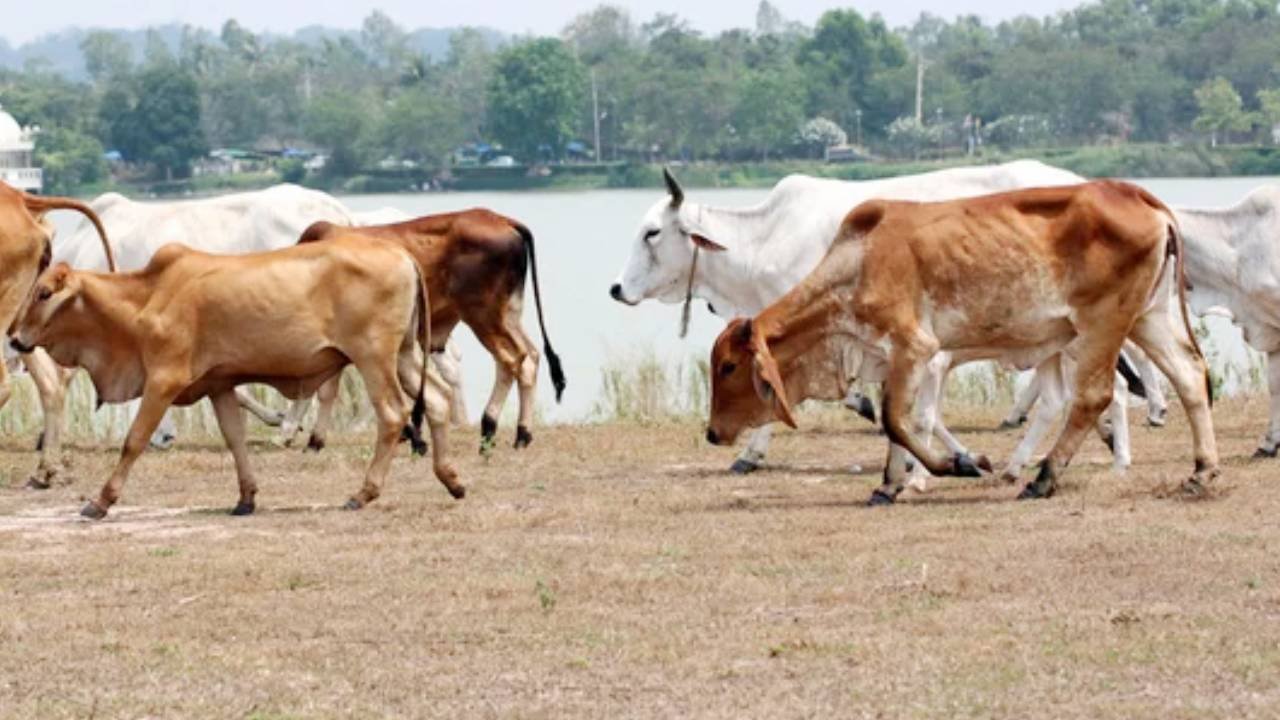 Cow's head chopped