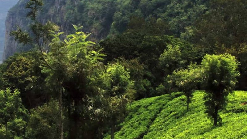 Darjeeling