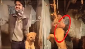 Viral Video: ನಾಯಿ ಮರಿಯನ್ನು ನೇಣಿಗೇರಿಸಿ ವಿಕೃತಿ ಮೆರೆದ ಕ್ರೂರಿ- ವಿಡಿಯೊ ಫುಲ್‌ ವೈರಲ್‌