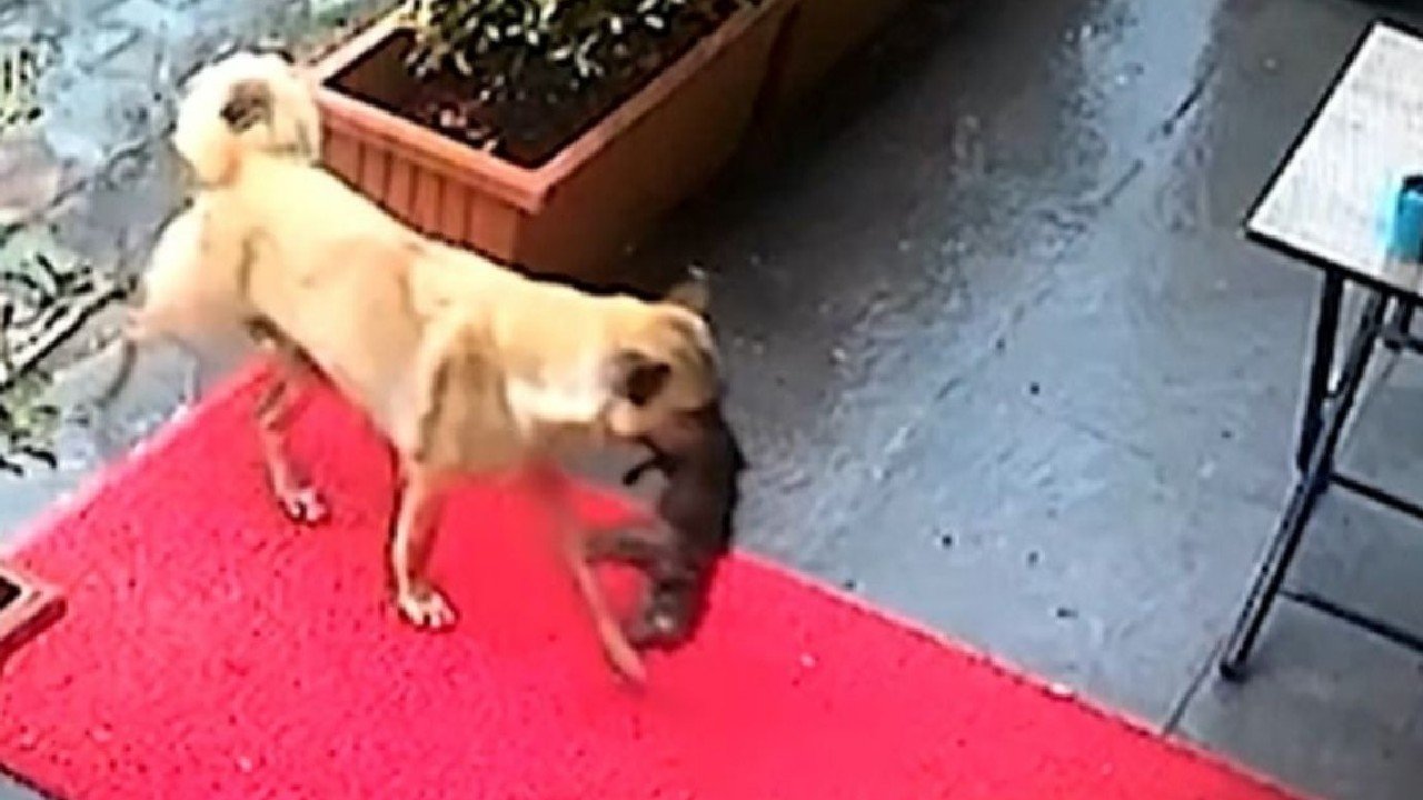 Dog viral video