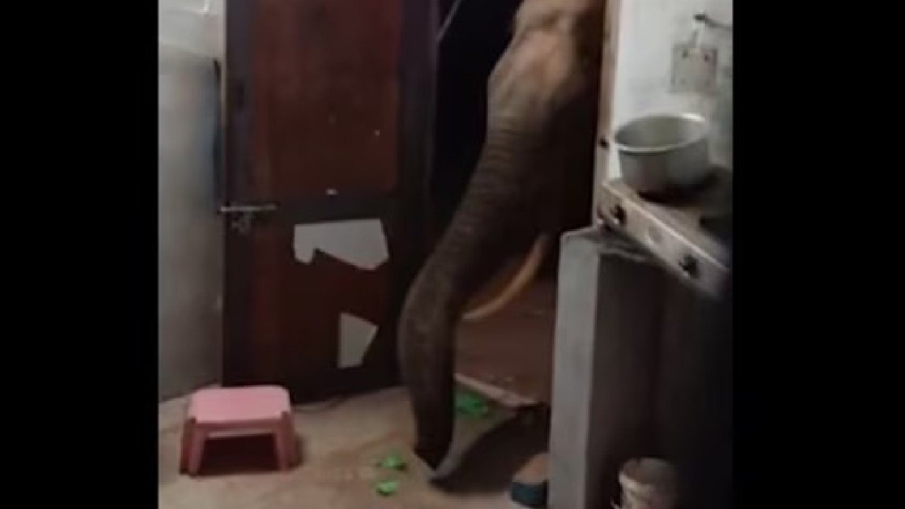 Elephant Viral Video