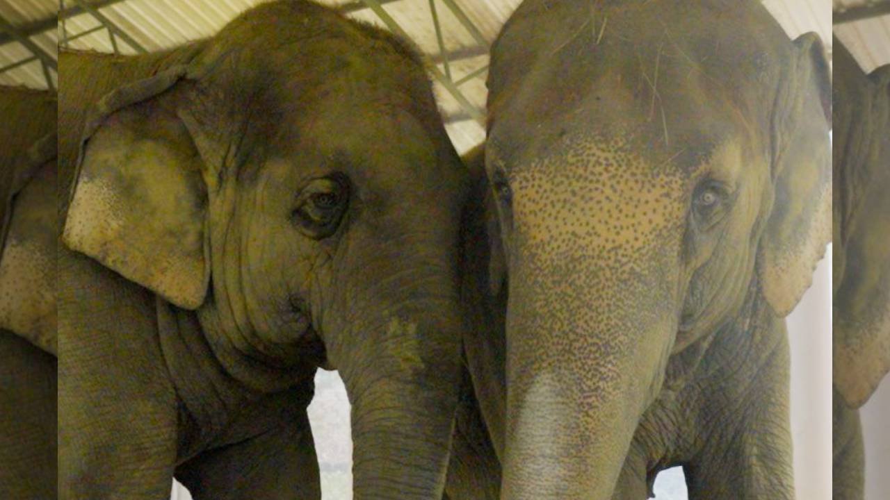 ISKCON elephants