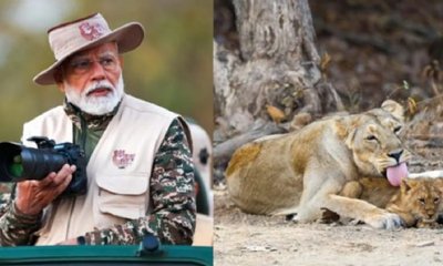 ಗಿರ್‌ನಲ್ಲಿ ಪ್ರಧಾನಿ ಮೋದಿ ಲಯನ್‌ ಸಫಾರಿ! ವಿಡಿಯೊ ವೈರಲ್‌