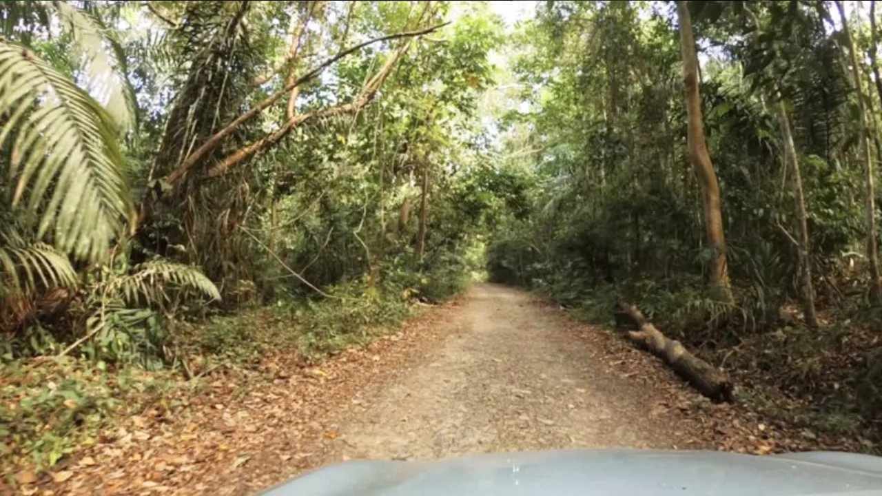 Panama Forest