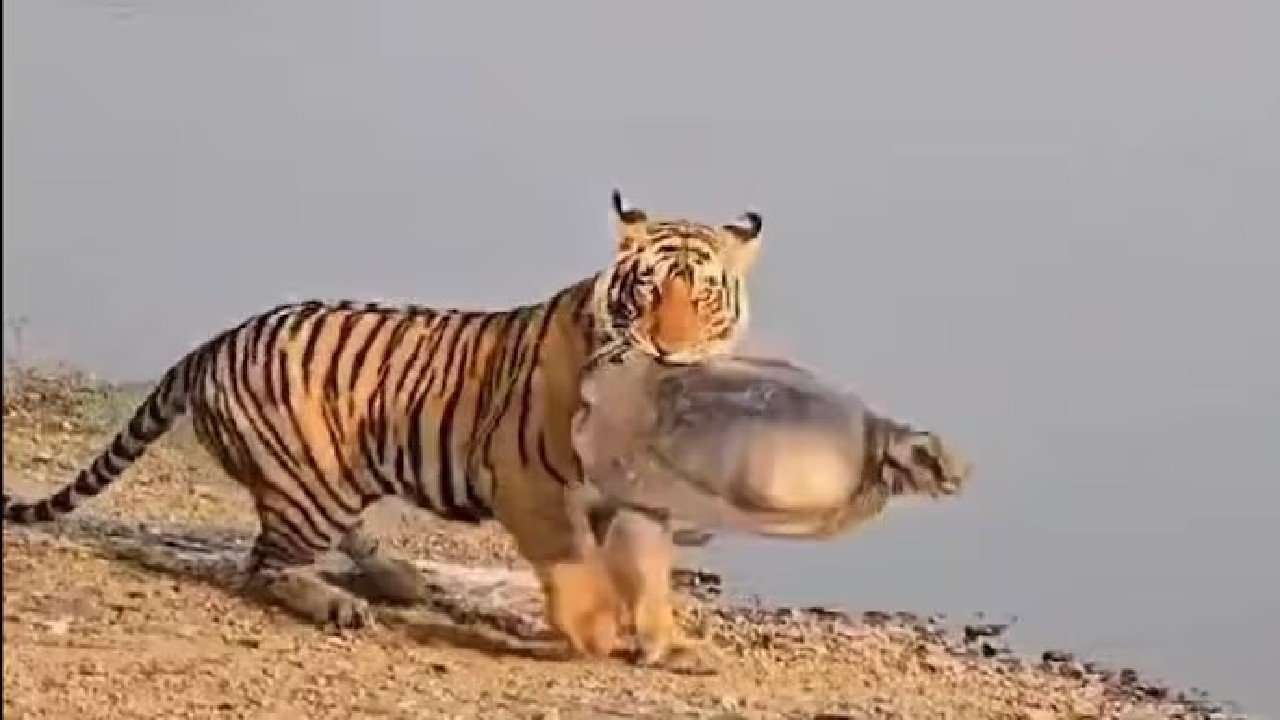 Riddhi tiger viral video