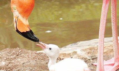 ಹಾಲು ಉತ್ಪಾದಿಸುವ ಹಕ್ಕಿಗಳು