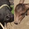 cow viral video