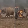 elephant attack video