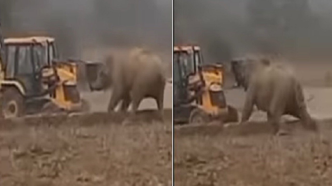 elephant attack video