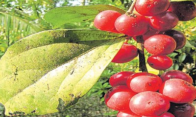 ಹರನಗುಡ್ಡೆಯಲ್ಲಿ ಕಾಡುಹಣ್ಣುಗಳ ಹುಡುಕಾಟ !