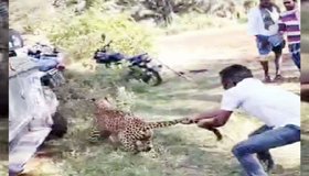 leopard spotted: ಚಿರತೆಯ ಬಾಲ ಹಿಡಿದು ಬೋನಿಗೆ ಹಾಕಿದ ಯುವಕ!