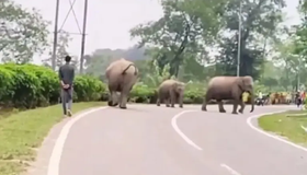 Viral Video: ಮೋಜಿಗಾಗಿ ಕಾಡಾನೆಗೆ ಕಿರಿಕಿರಿ ಮಾಡಿದ ಯುವಕ; ಆಮೇಲೆ ಆಗಿದ್ದೇನು? ವಿಡಿಯೊ ಇದೆ