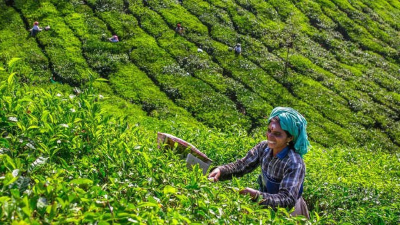 nilagiri tea