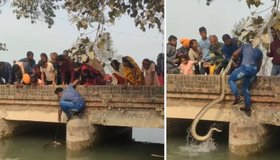 ಒಂದೇ ಕೈಯಲ್ಲಿ ಹೆಬ್ಬಾವನ್ನು ಹೊರಗೆಳೆದ ಭೂಪ!