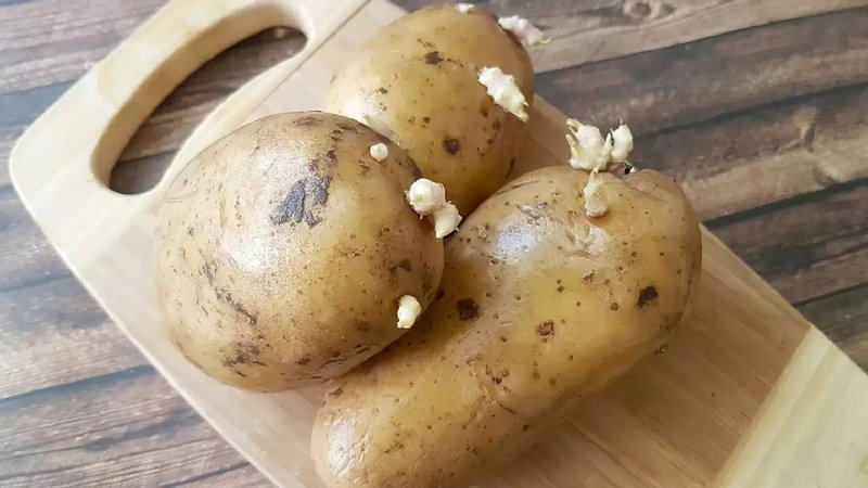 sprouted potatoes 2