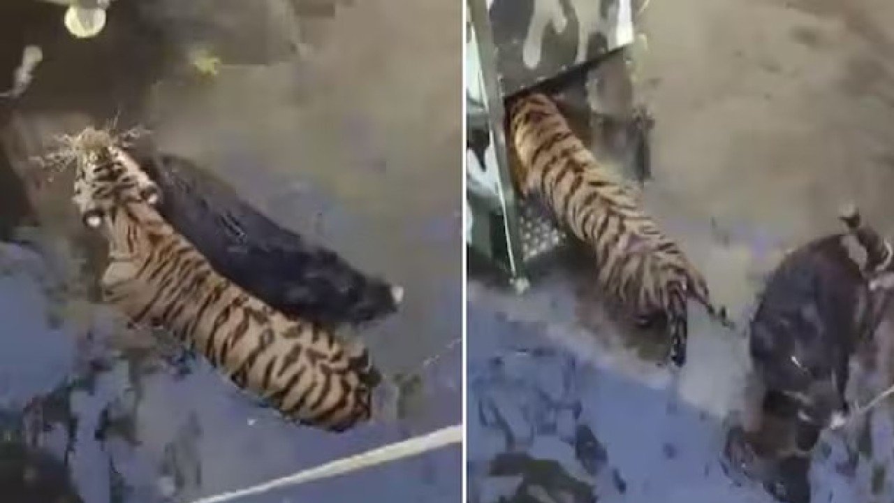 tiger rescue video