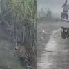 tiger viral video