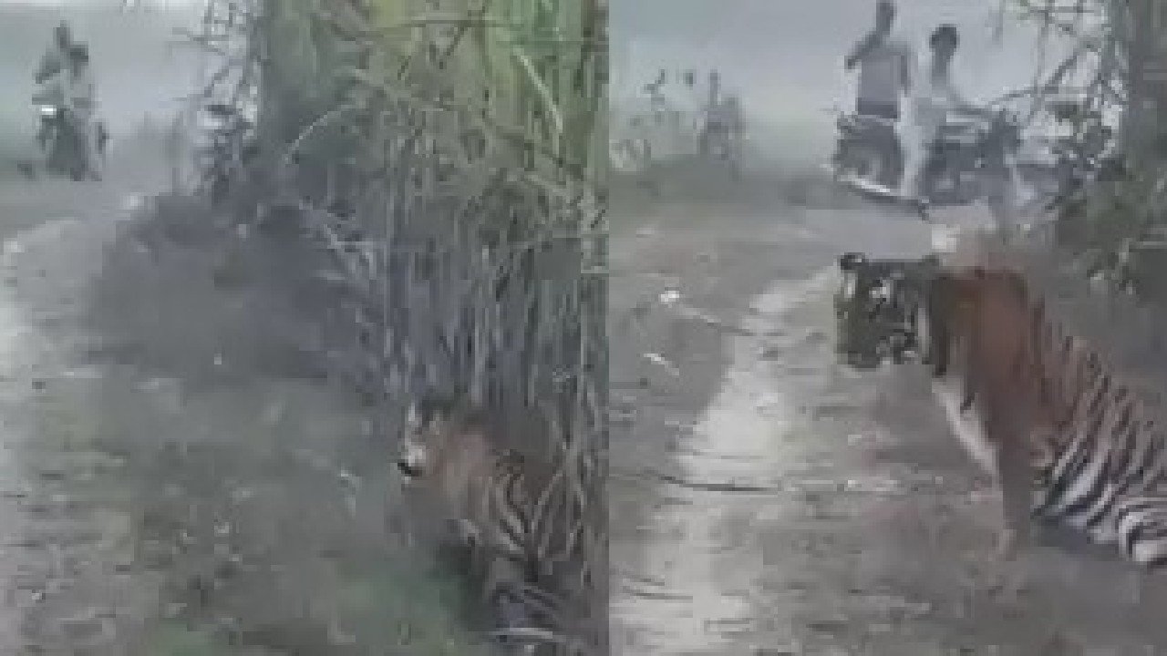 tiger viral video