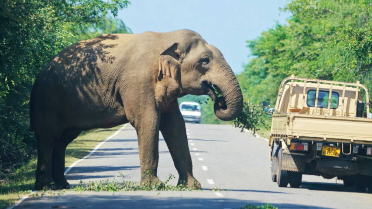 Wild Animal Attacks: ಕಾಡು ಪ್ರಾಣಿಗಳ ಹಾವಳಿ ಬಗ್ಗೆ ಶಾಸಕರು ಗಟ್ಟಿ ಧ್ವನಿ ಎತ್ತಬೇಕಿದೆ