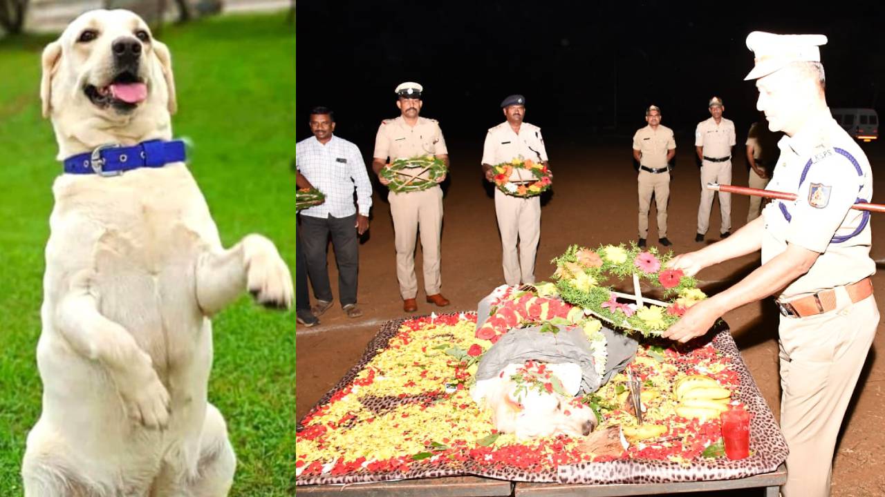 ಬಸ್ ಡಿಕ್ಕಿಯಾಗಿ ಹಾವೇರಿ ಪೊಲೀಸ್‌ ಶ್ವಾನ ʼಕನಕʼ ಸಾವು