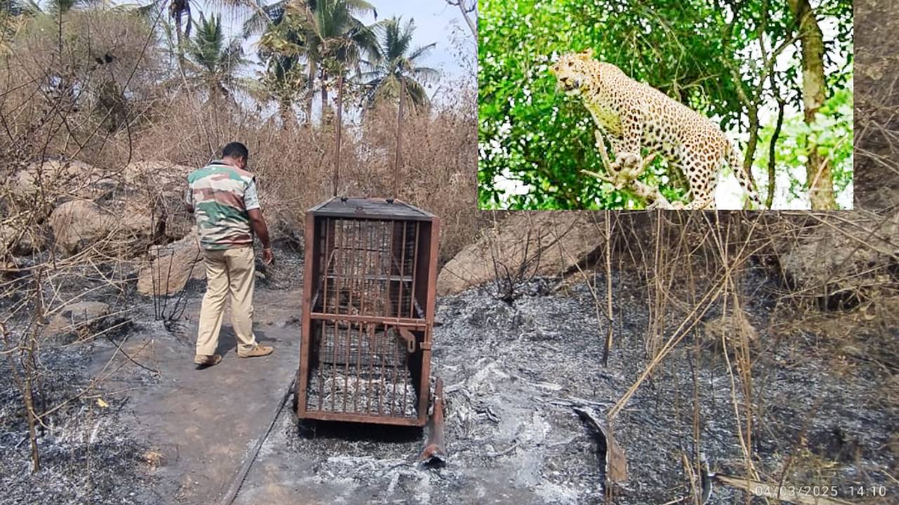 ಬೋನಿಗೆ ಬಿದ್ದ ಚಿರತೆ ಸಾವು ಪ್ರಕರಣದ ಬಗ್ಗೆ ತನಿಖೆಗೆ ಆದೇಶ