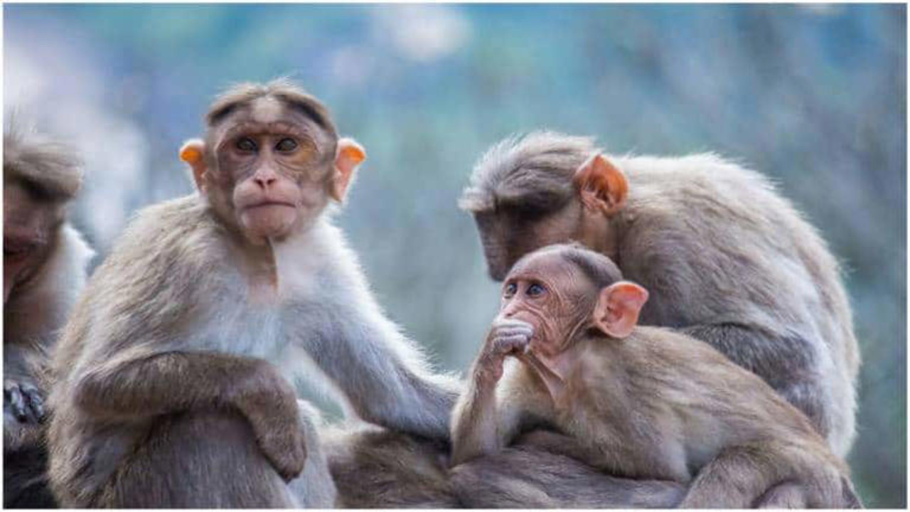 ಕೋತಿಗಳ ಕಾಟಕ್ಕೆ ಕತ್ತಲೆಯಲ್ಲಿ ಮುಳುಗಿದ ಶ್ರೀಲಂಕಾ