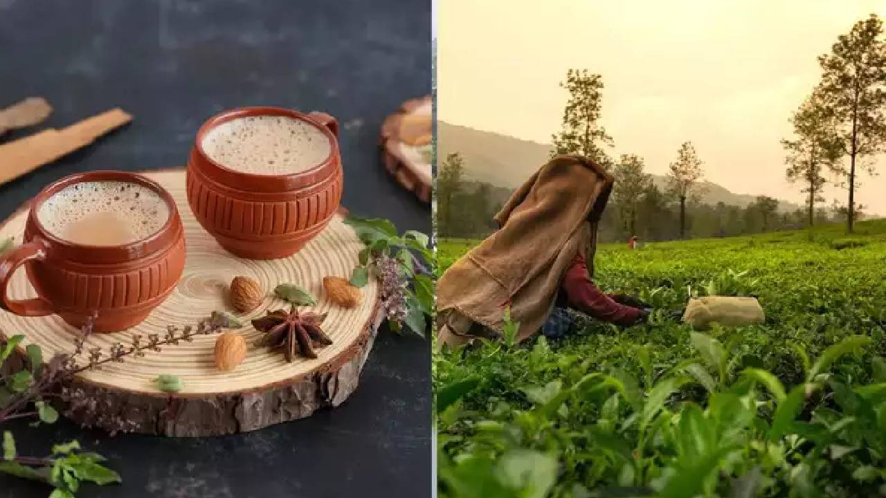 ಭಾರತದಲ್ಲಿ ಹೆಚ್ಚು ಚಹಾ ಉತ್ಪಾದಿಸುವ ಗಿರಿಧಾಮಗಳಿವು!