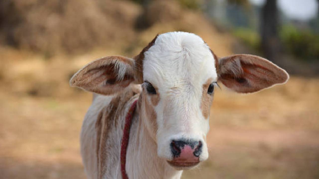 ಗೋವಿನ ಮೇಲೆ ದೌರ್ಜನ್ಯ; ಕರುವಿನ ಬಾಲ ಕತ್ತರಿಸಿದ ಕಿಡಿಗೇಡಿಗಳು