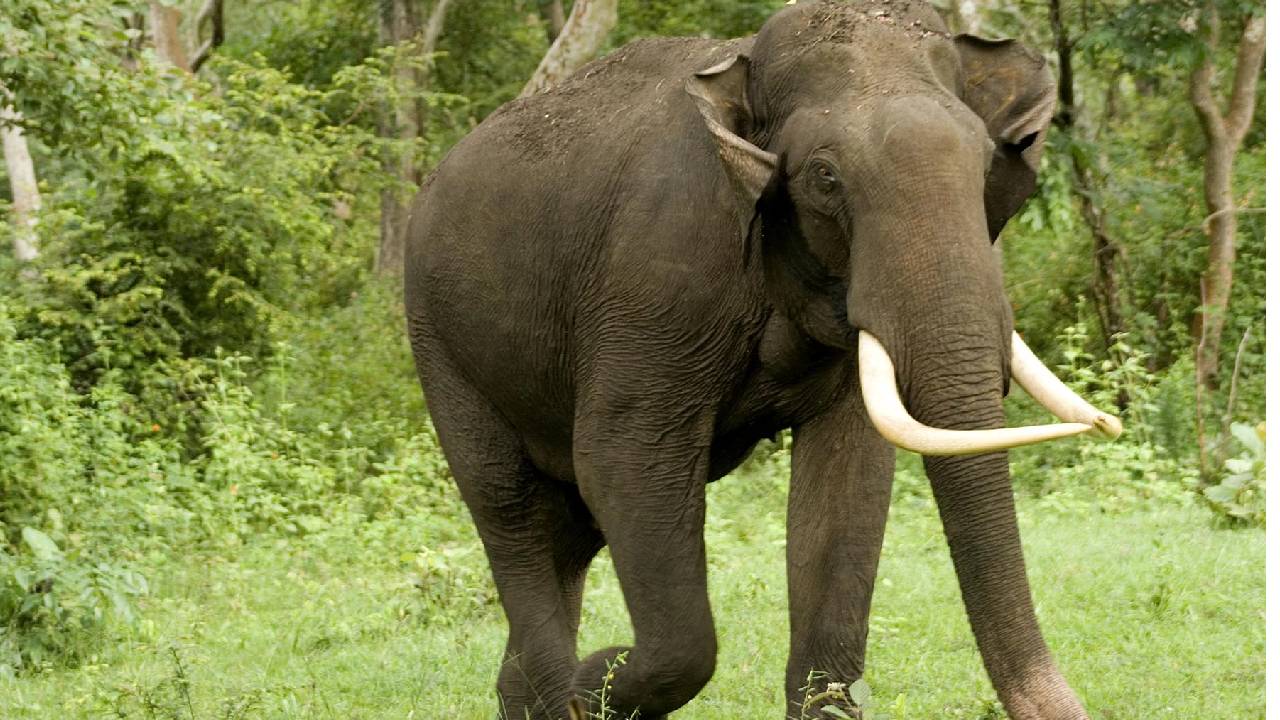 ಬೇಲೂರಿನಲ್ಲಿ ಕಾಡಾನೆ ದಾಳಿಗೆ ಯುವಕ ಬಲಿ