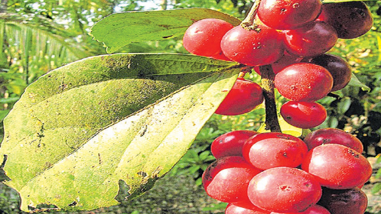 ಹರನಗುಡ್ಡೆಯಲ್ಲಿ ಕಾಡುಹಣ್ಣುಗಳ ಹುಡುಕಾಟ !