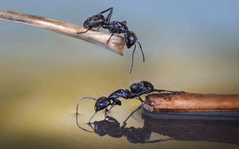 ಆಲೋಚನೆಗಳ ಎಲ್ಲೆ ಮೀರಿ...