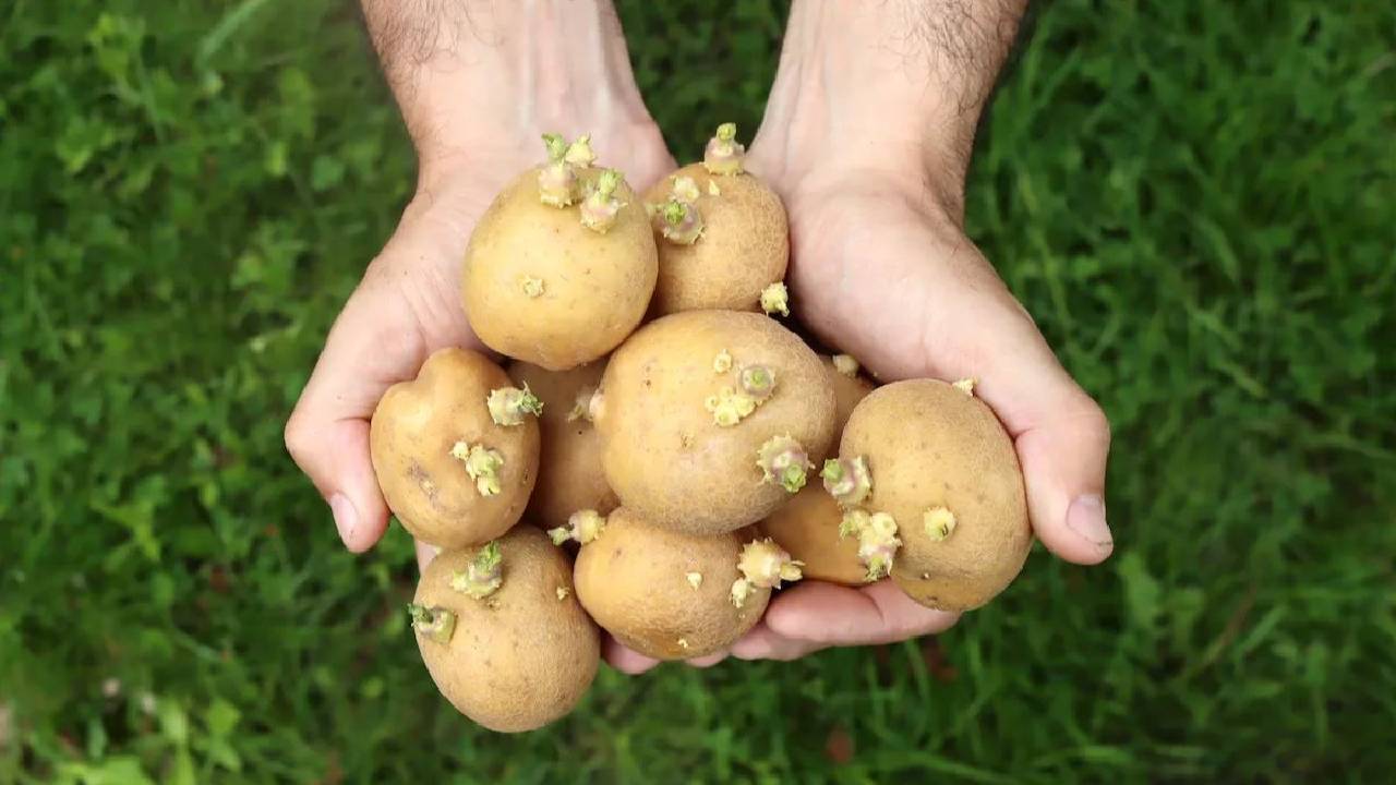 ಮೊಳಕೆ ಬಂದ ಆಲೂಗಡ್ಡೆಯನ್ನು ಬಳಸಬಹುದೇ?